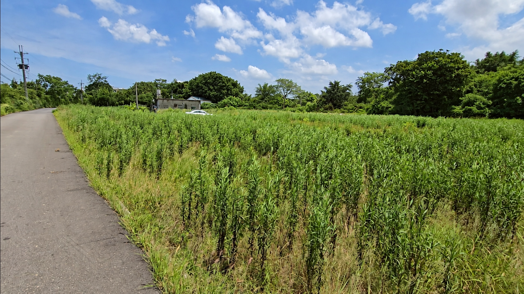 新屋市區旁|1176坪農建地|甲建345坪・77米大面寬|桃園市新屋區|近東明國小・新屋市區
